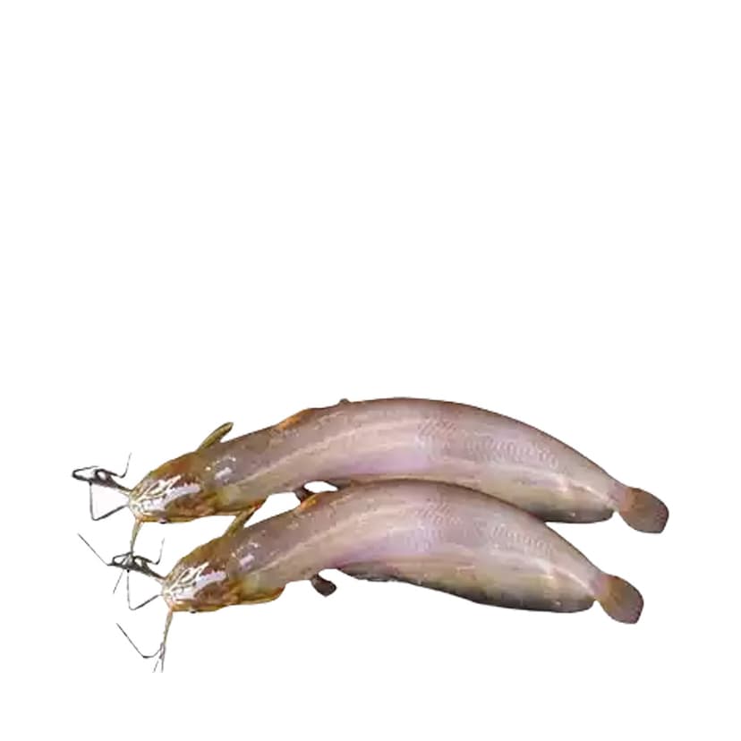 Shing Fish