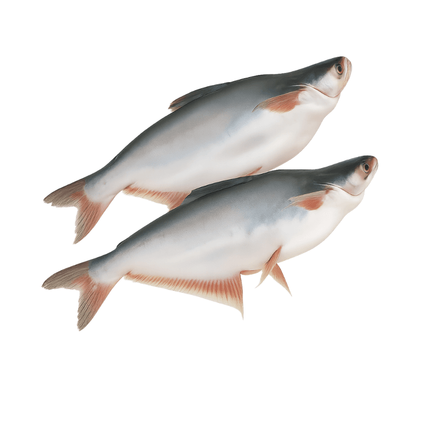 Pangas Fish