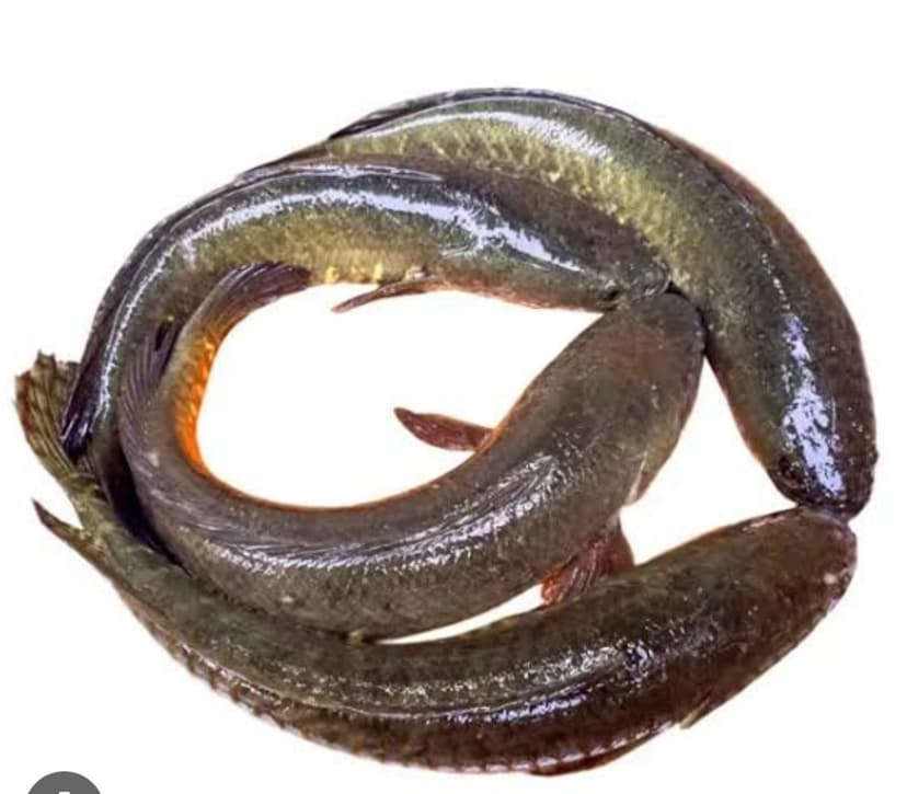 Soiel mas 500g