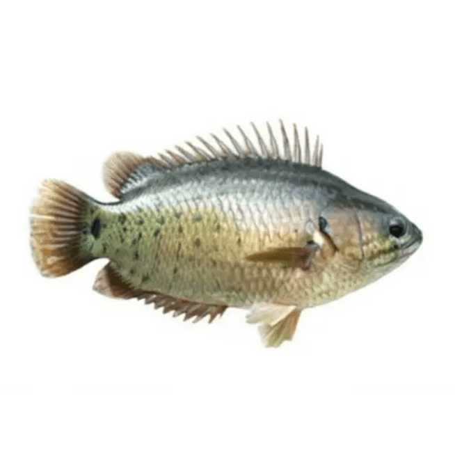 Koi Fish 1kg